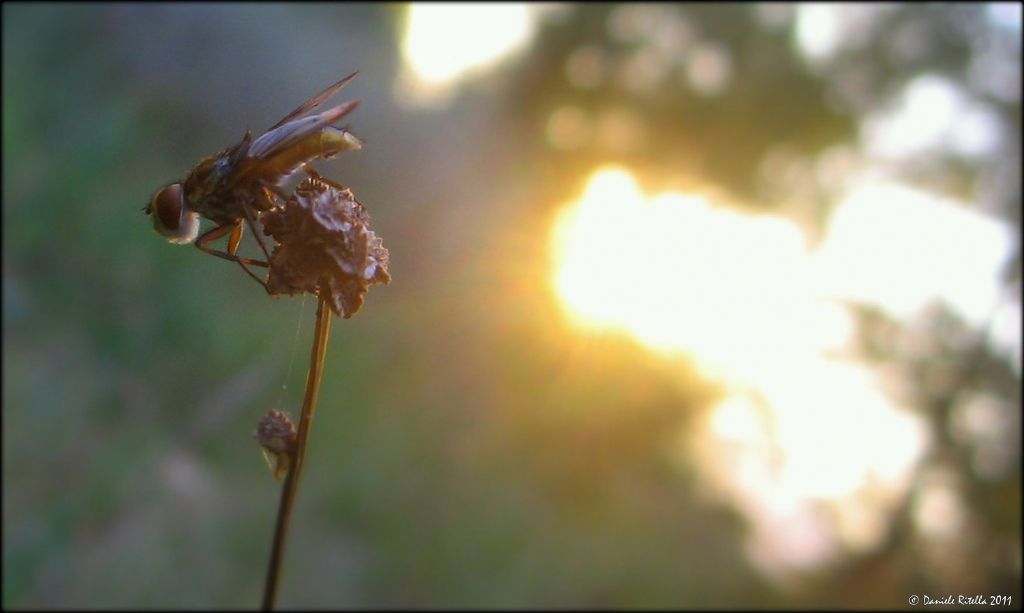 Ectophasia sp. (Tachinidae)